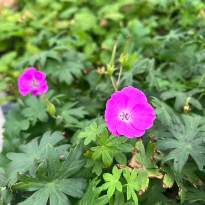 GERANIUM NEW HAMPSHIRE PURPLE