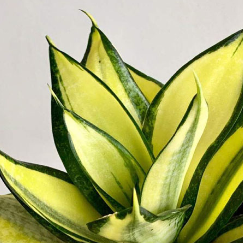 SANSEVIERIA GOLDEN HAHNII