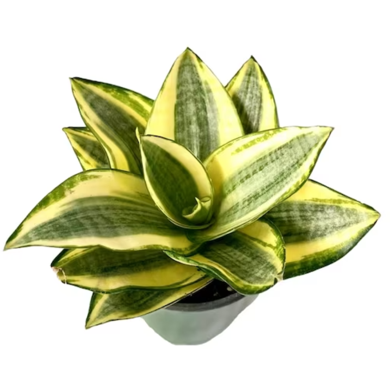 SANSEVIERIA GOLDEN HAHNII