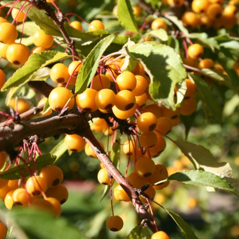 CRABAPPLE GOLDEN RAINDROPS