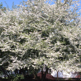 CRABAPPLE GOLDEN RAINDROPS