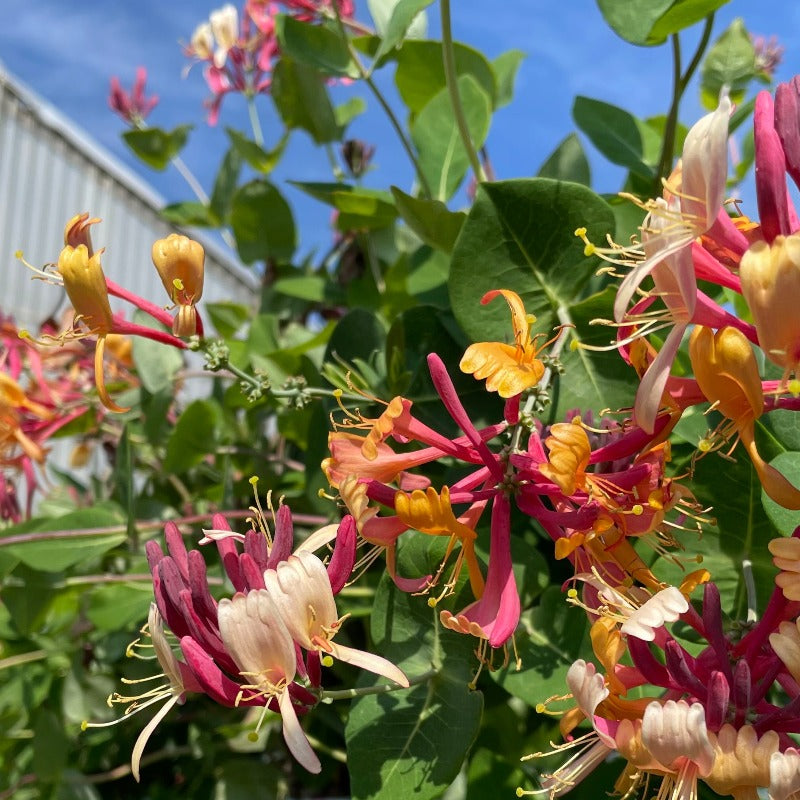 LONICERA GOLDFLAME