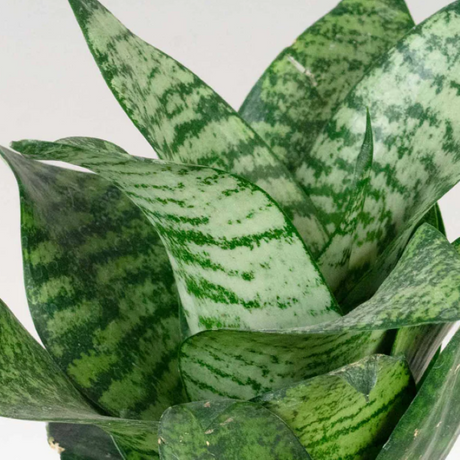 SANSEVIERIA HAHNII