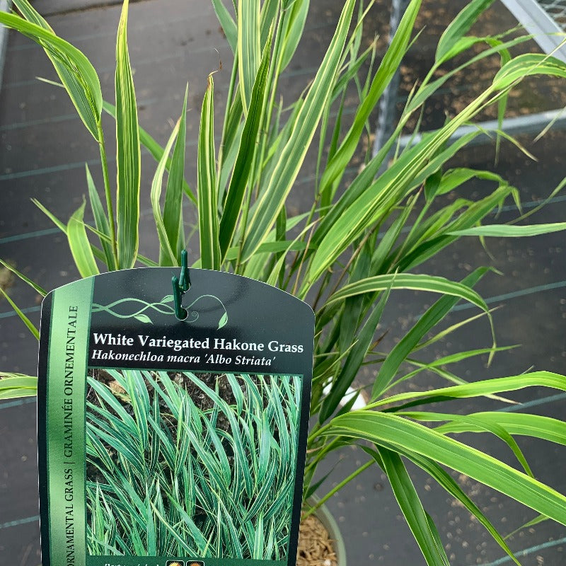 HAKONECHLOA ALBO STRIATA