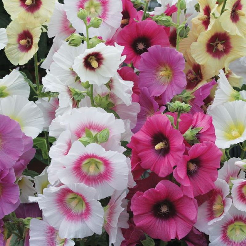 HOLLYHOCK HALO MIX