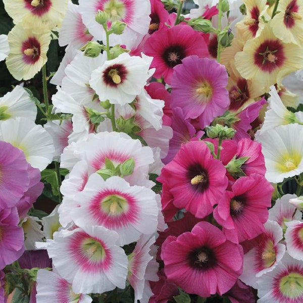 HOLLYHOCK HALO MIX – Knippel Garden Centre