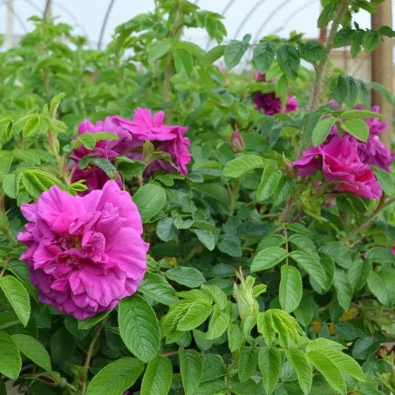 ROSE SHRUB HANSA – Knippel Garden Centre