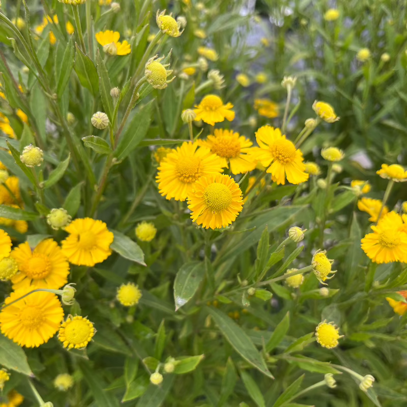 HELENIUM SALUD YELLOW