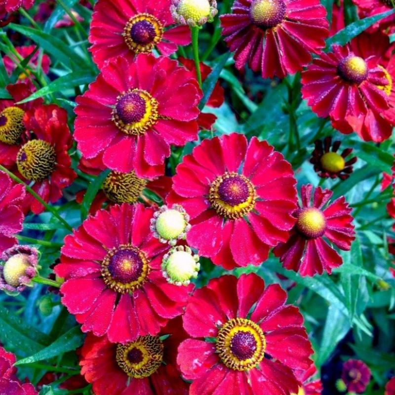 HELENIUM AUTUMNALE MARIACHI SIESTA