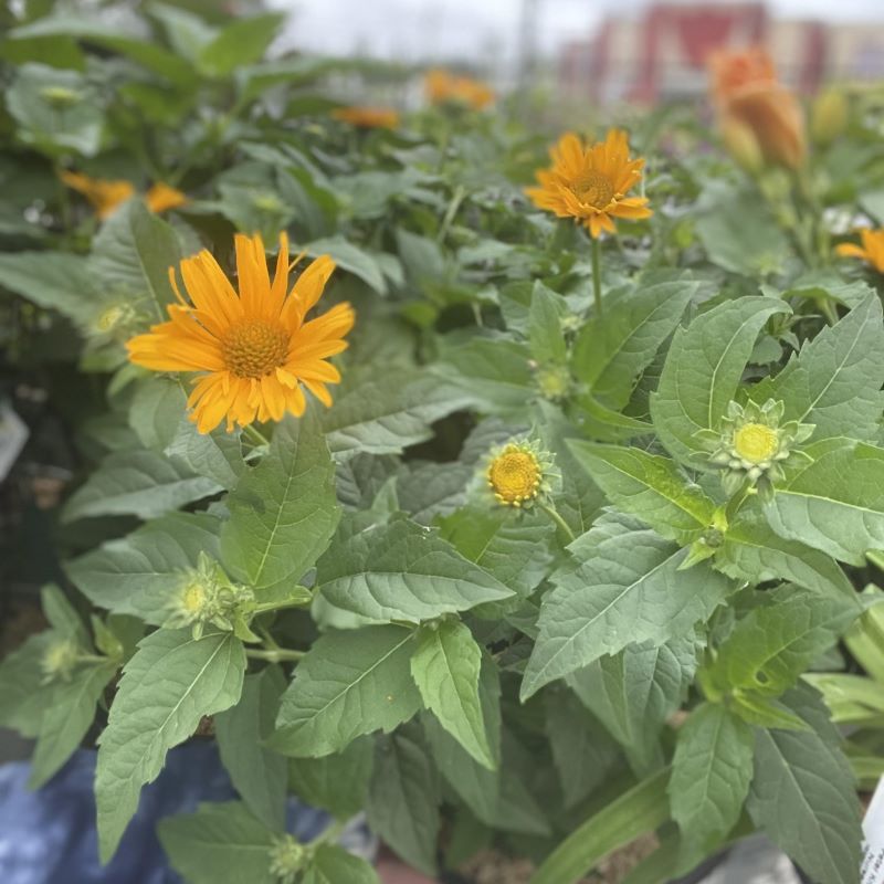 HELIOPSIS TUSCAN SUN