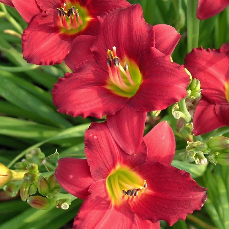 HEMEROCALLIS PARDON ME