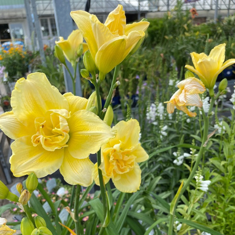 HEMEROCALLIS STELLA SUPREME