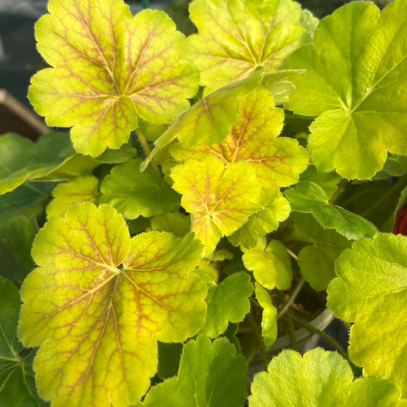 HEUCHERA NORTHERN EXPOSURE SIENNA