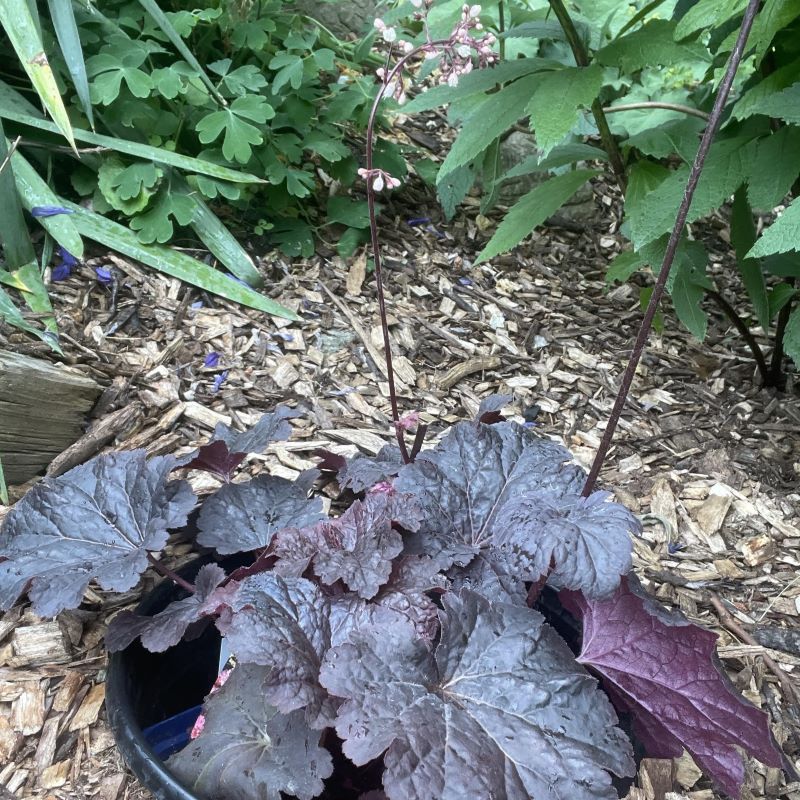 HEUCHERA CAJUN FIRE