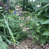 HEUCHERA CAJUN FIRE