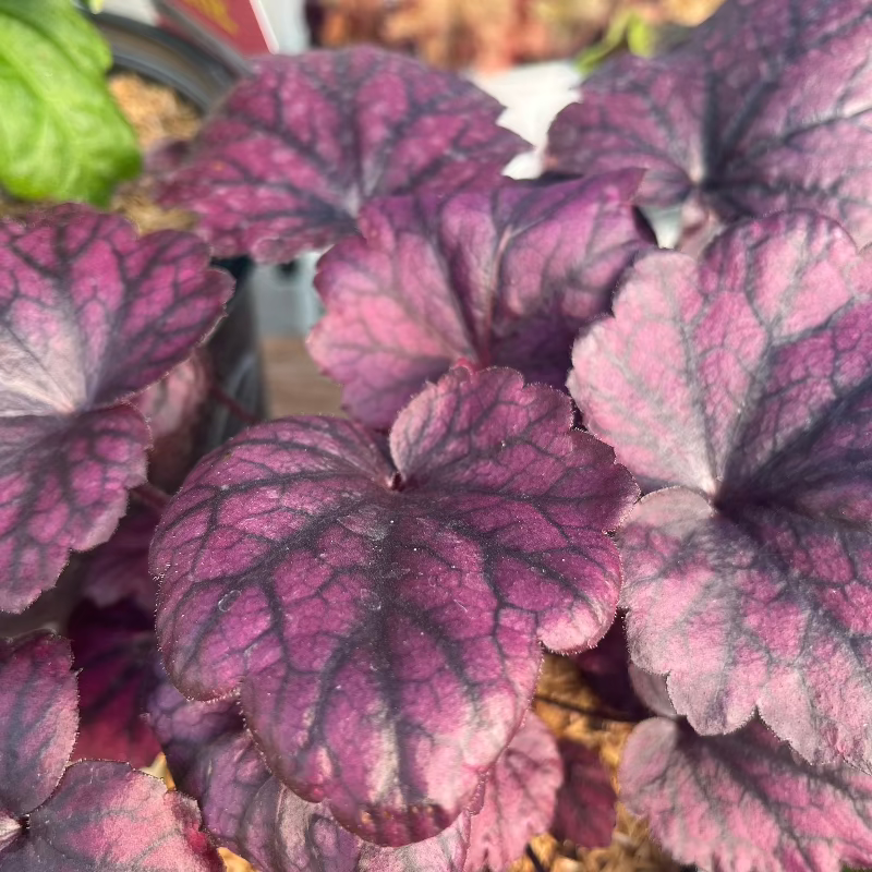 HEUCHERA ELECTRIC PLUM