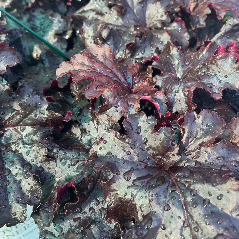 HEUCHERA EVENING GOWN