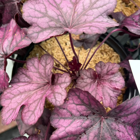 HEUCHERA PRIMO WILD ROSE