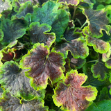 HEUCHERELLA SOLAR ECLIPSE