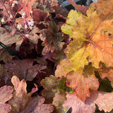 HEUCHERELLA SWEET TEA