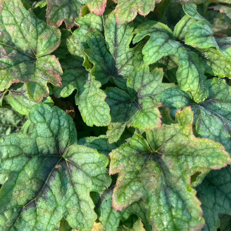 HEUCHERELLA PINK FIZZ