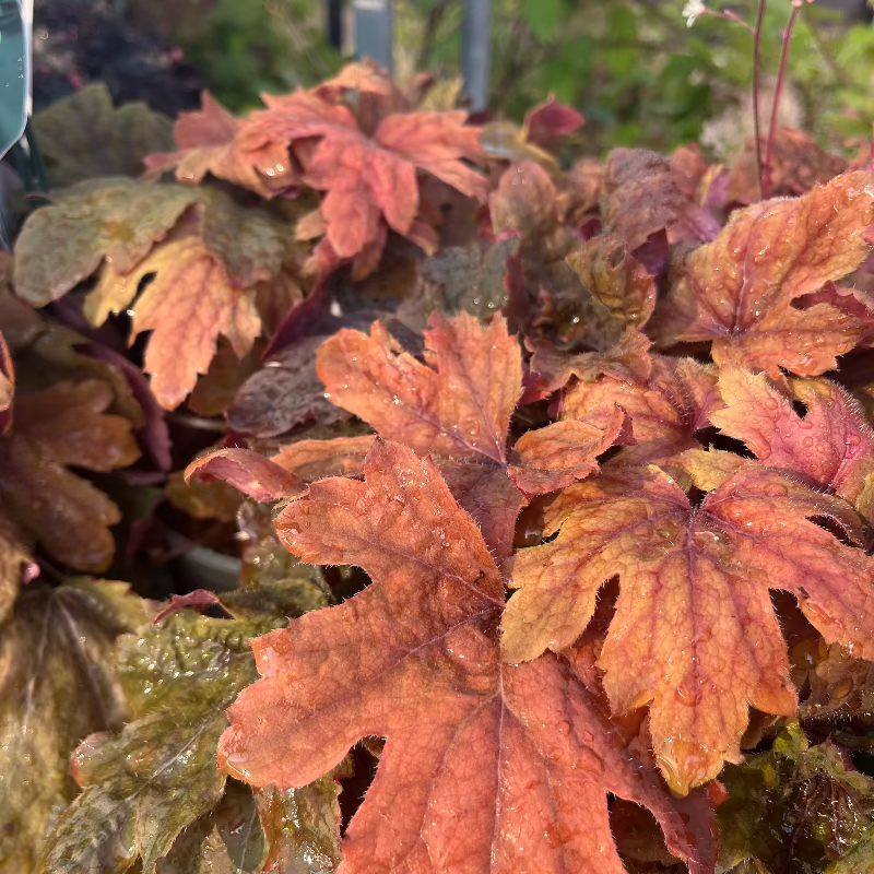 HEUCHERELLA SWEET TEA