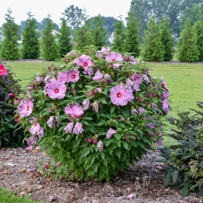 HIBISCUS SUMMERIFIC LILAC CRUSH – Knippel Garden Centre