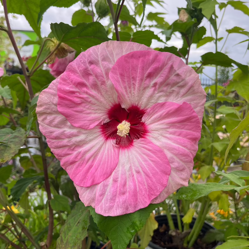 HIBISCUS SPINDERELLA