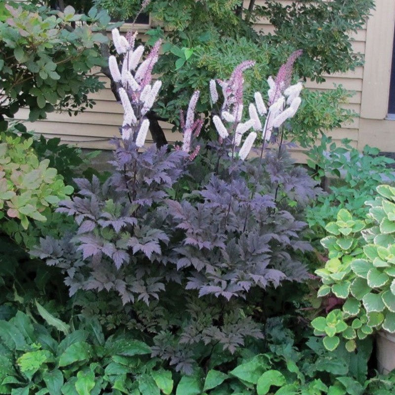 ACTAEA HILLSIDE BLACK BEAUTY