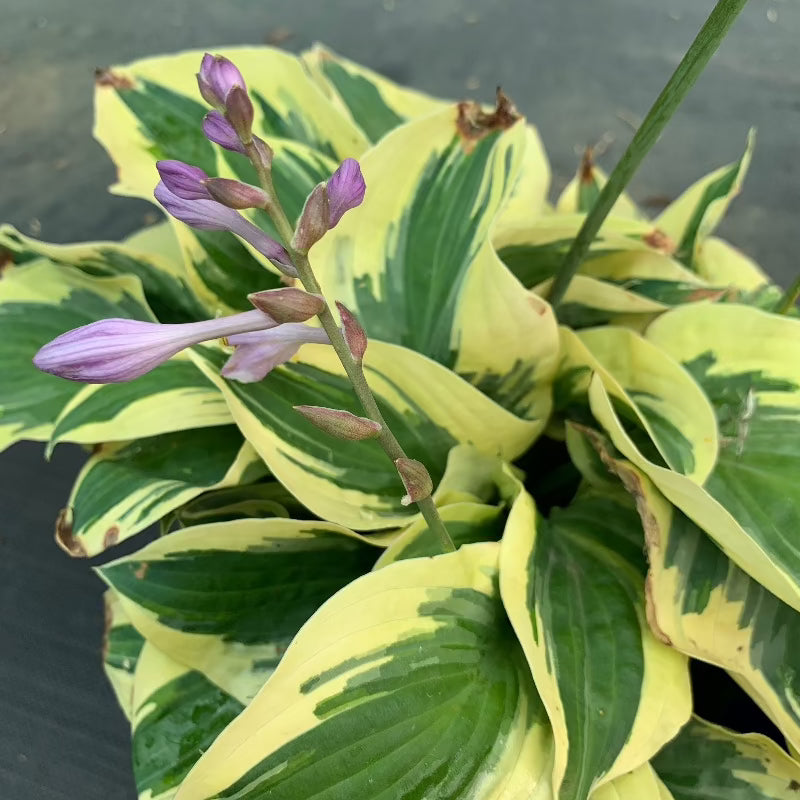 HOSTA BEDAZZLED