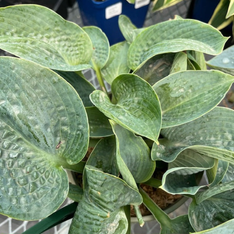 HOSTA BIG DADDY