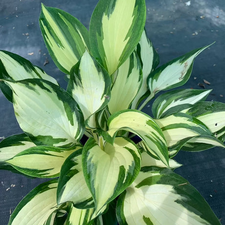 HOSTA CHRISTMAS CANDY