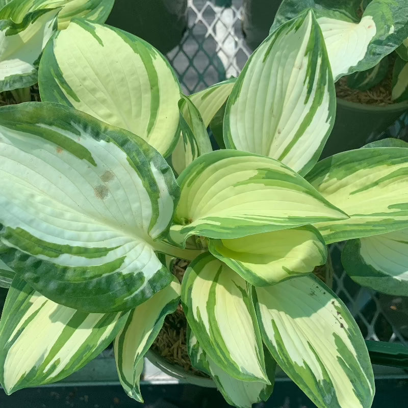 HOSTA HANS