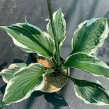 HOSTA MINUTEMAN