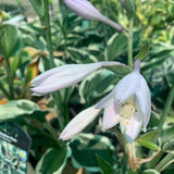 HOSTA MINUTEMAN