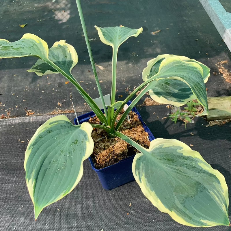 HOSTA ORIONS BELT