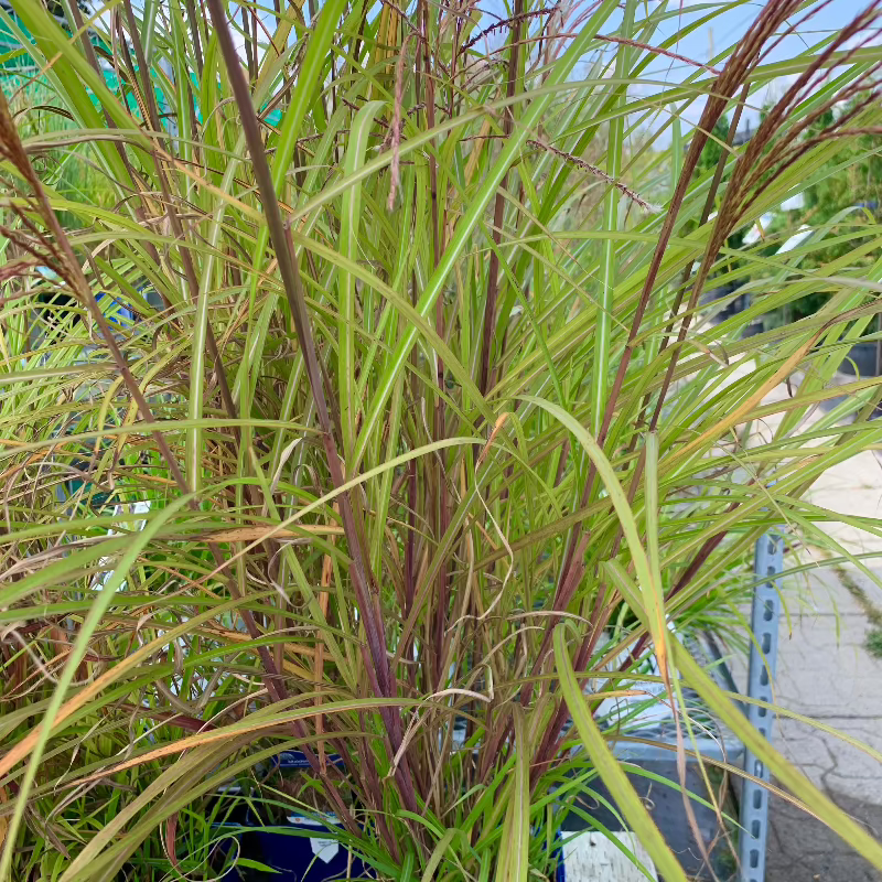 MISCANTHUS HURON SUNRISE