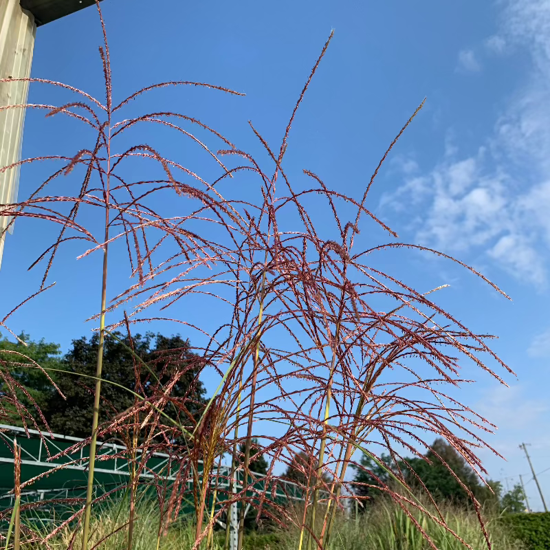 MISCANTHUS HURON SUNRISE