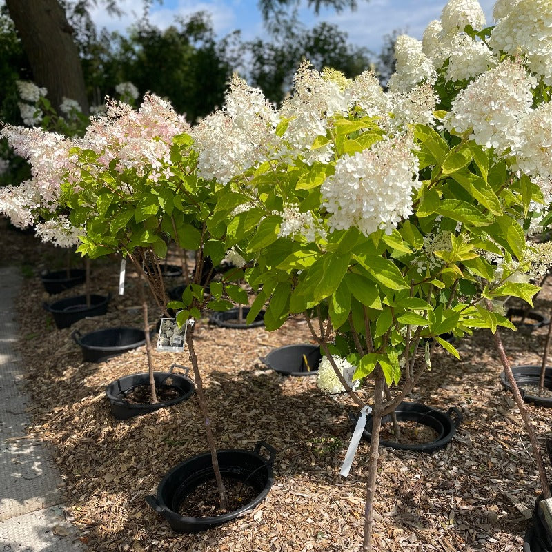 HYDRANGEA PHANTOM STANDARD