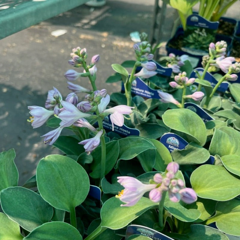 HOSTA BLUE MOUSE EARS