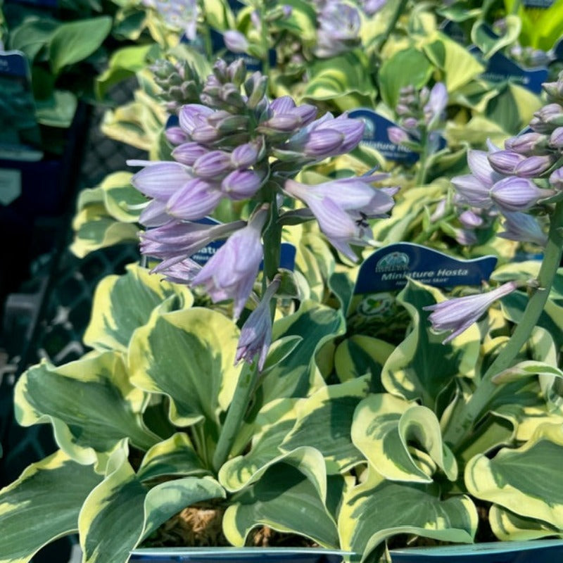 HOSTA MINI SKIRT