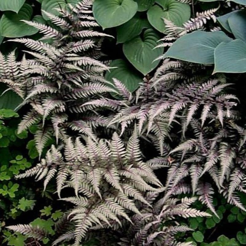 JAPANESE PAINTED FERN REGAL RED