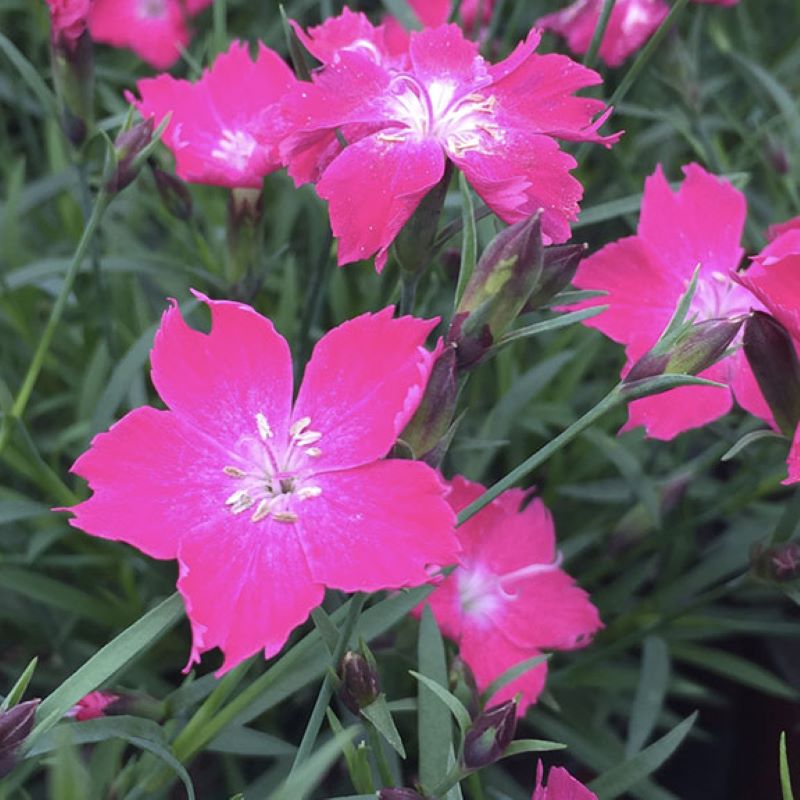 DIANTHUS KAHORI