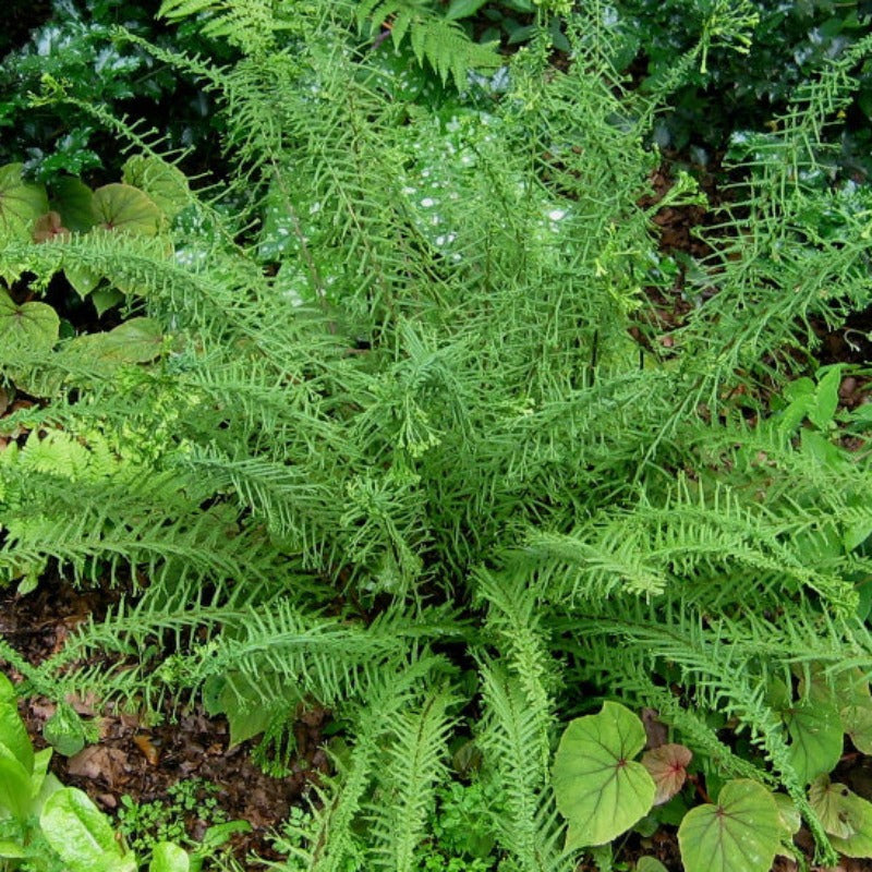 ATHYRIUM VICTORIAE