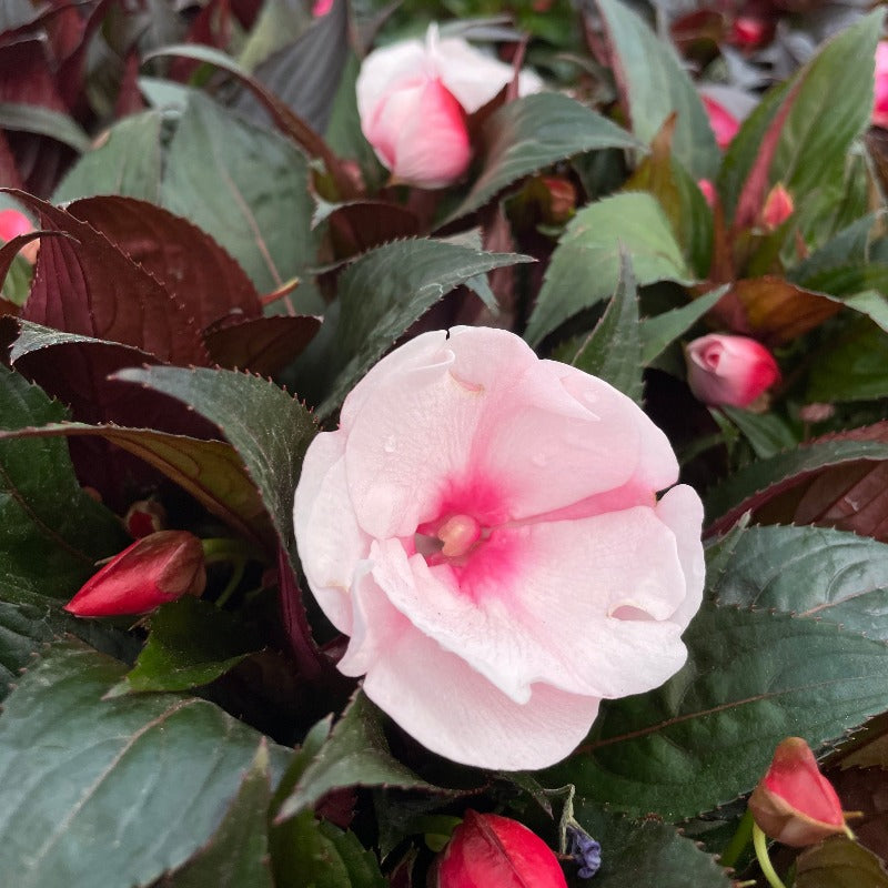 New Guinea Impatiens - Pink