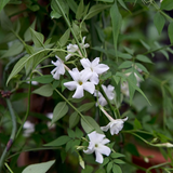 JASMIN OFFICINALE