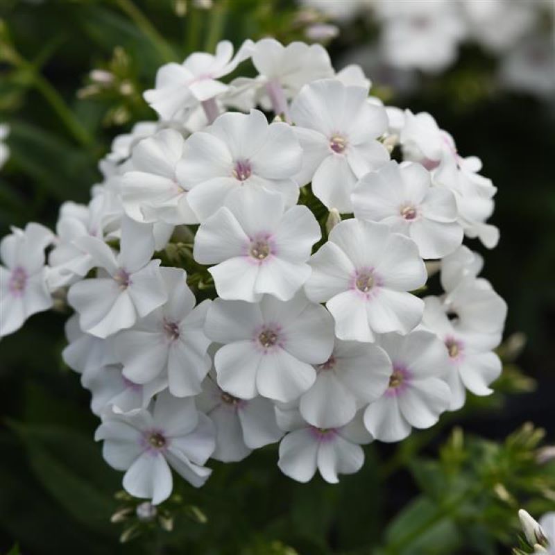 PHLOX KA POW WHITE