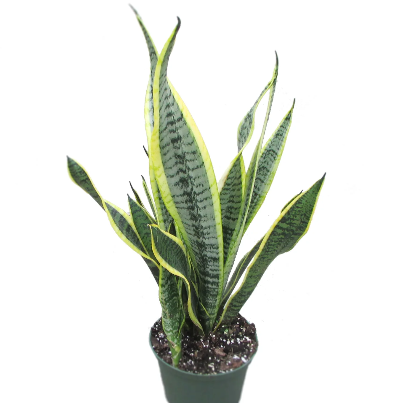 SANSEVIERIA LAURENTII