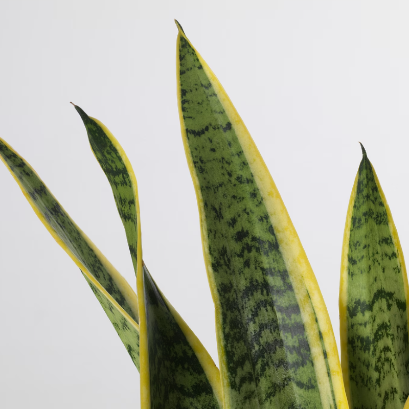 SANSEVIERIA LAURENTII