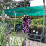 LAVANDULA HIDCOTE BLUE